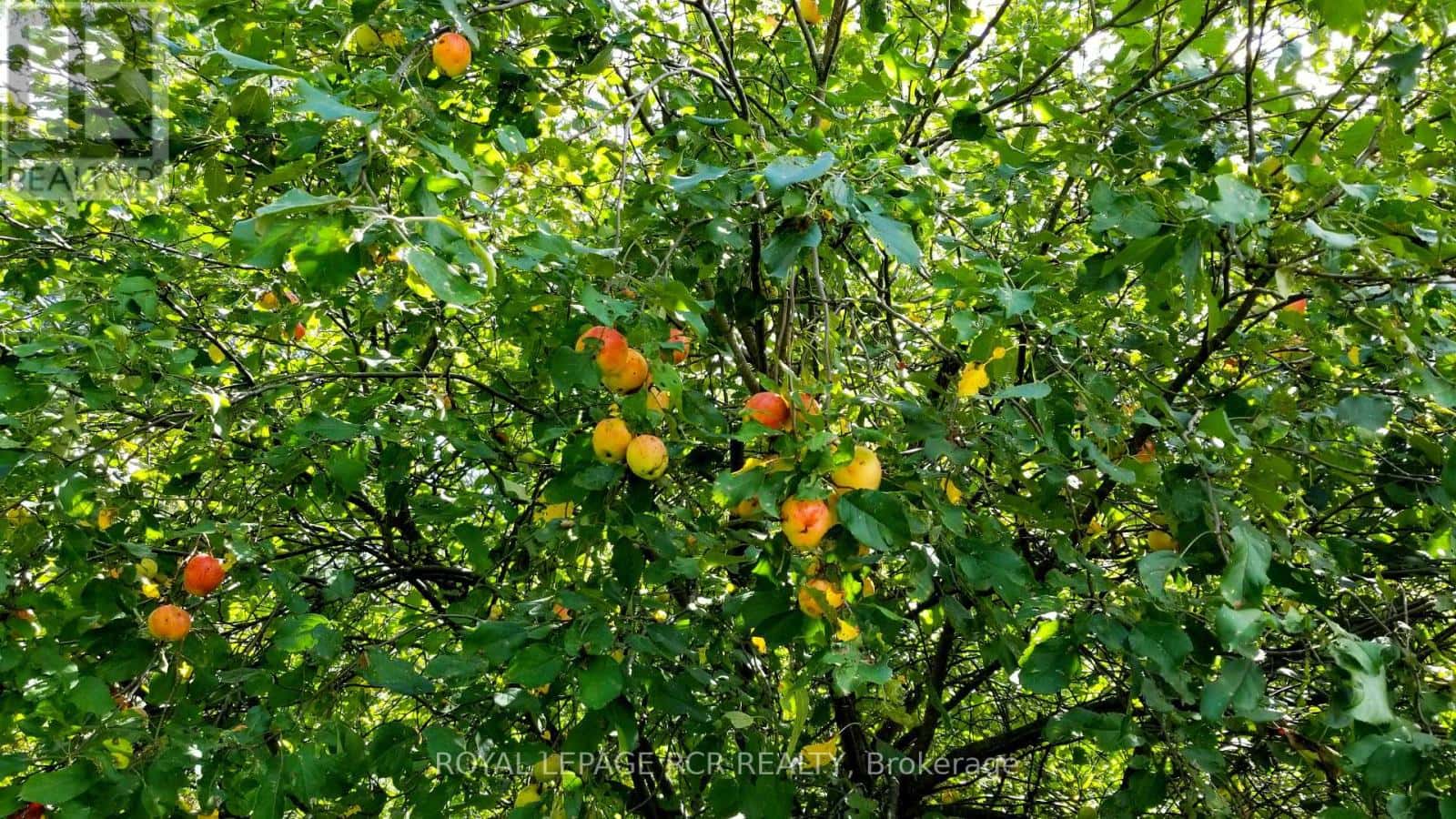 LOT 31 9 COUNTY ROAD — Melancthon, Ontario - Photo 5 of 12