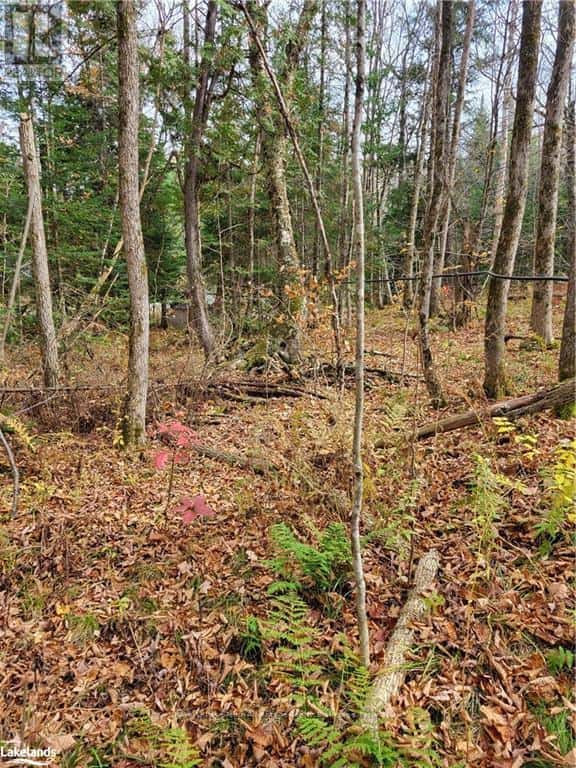 0 HAINES LAKE ROAD — McDougall, Ontario - Photo 3 of 6