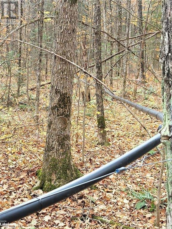 0 HAINES LAKE ROAD — McDougall, Ontario - Photo 4 of 6