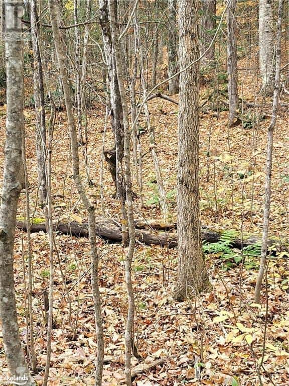 0 HAINES LAKE ROAD — McDougall, Ontario - Photo 5 of 6