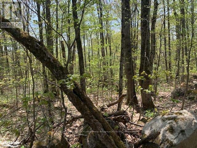 2376 SOUTH HORN LAKE ROAD — Ryerson, Ontario - Photo 2 of 9