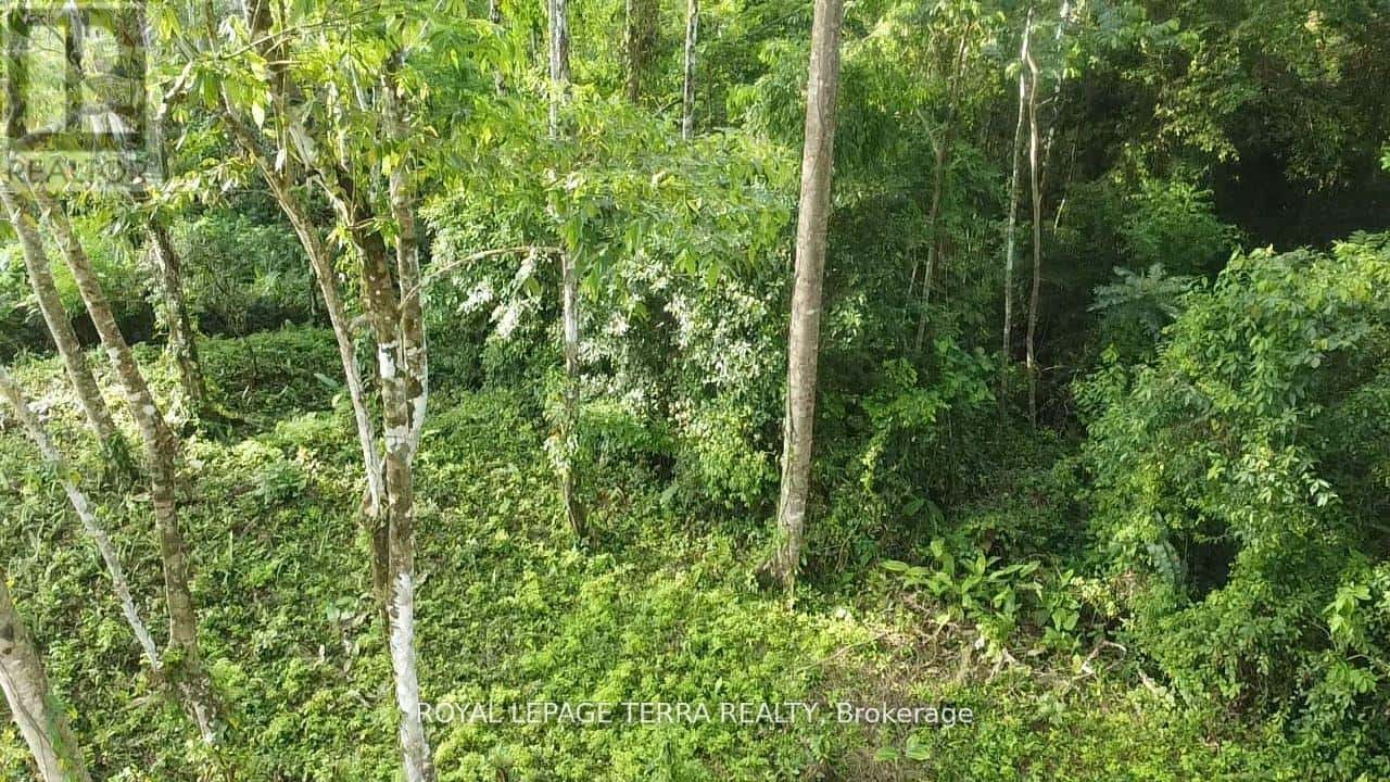 2 AVENIDA PRINCIPLE — Costa Rica, Ontario - Photo 3 of 8