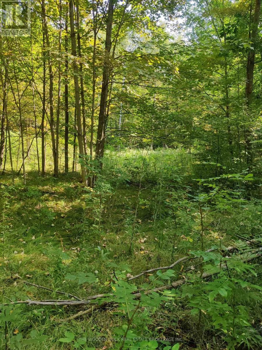 0EAST1 ROAD ALLOWANCE ROAD — Havelock-Belmont-Methuen (Belmont-Methuen), Ontario - Main photo