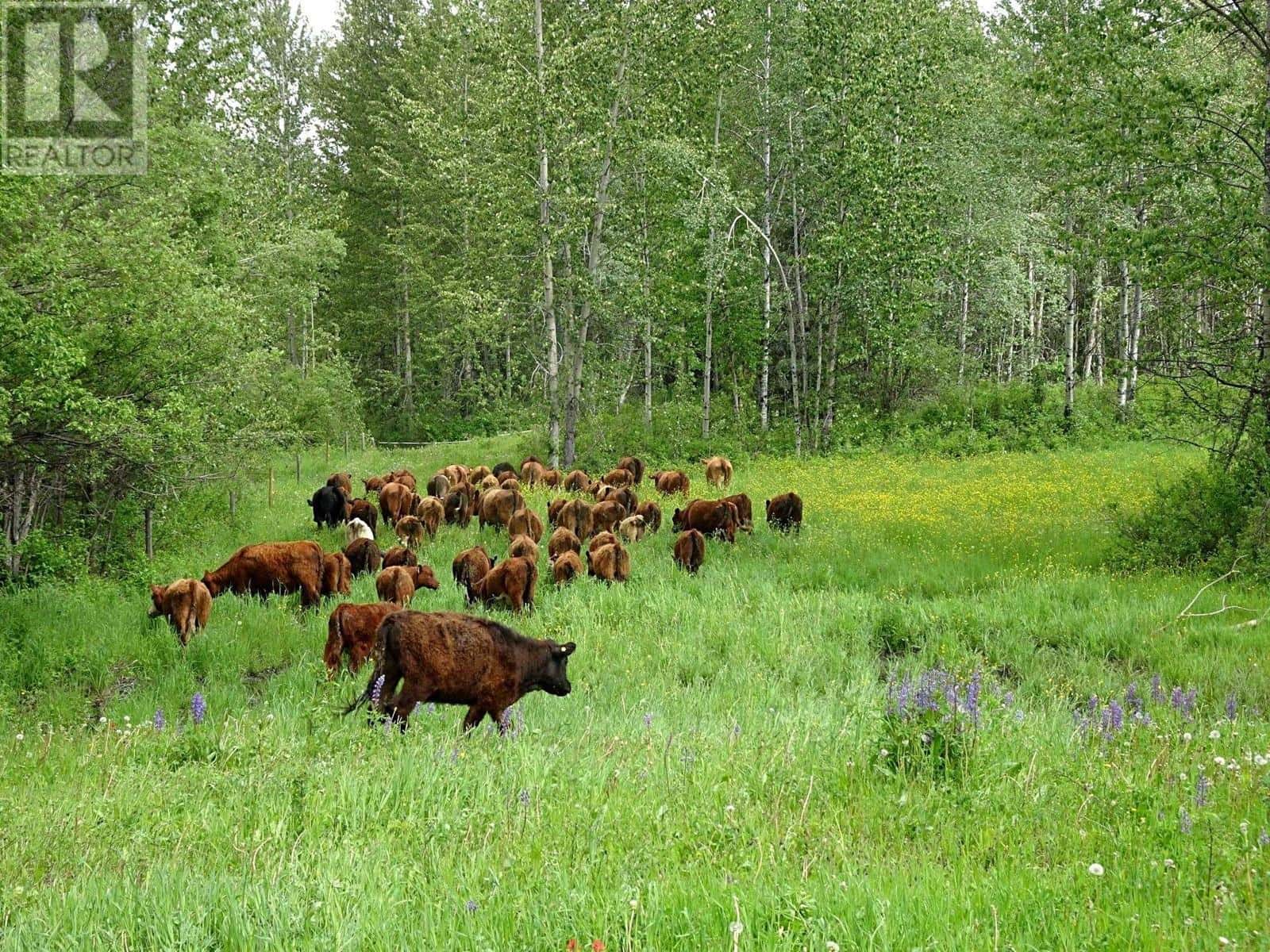 DL5277 DAY ROAD — Horsefly, British Columbia - Photo 2 of 40