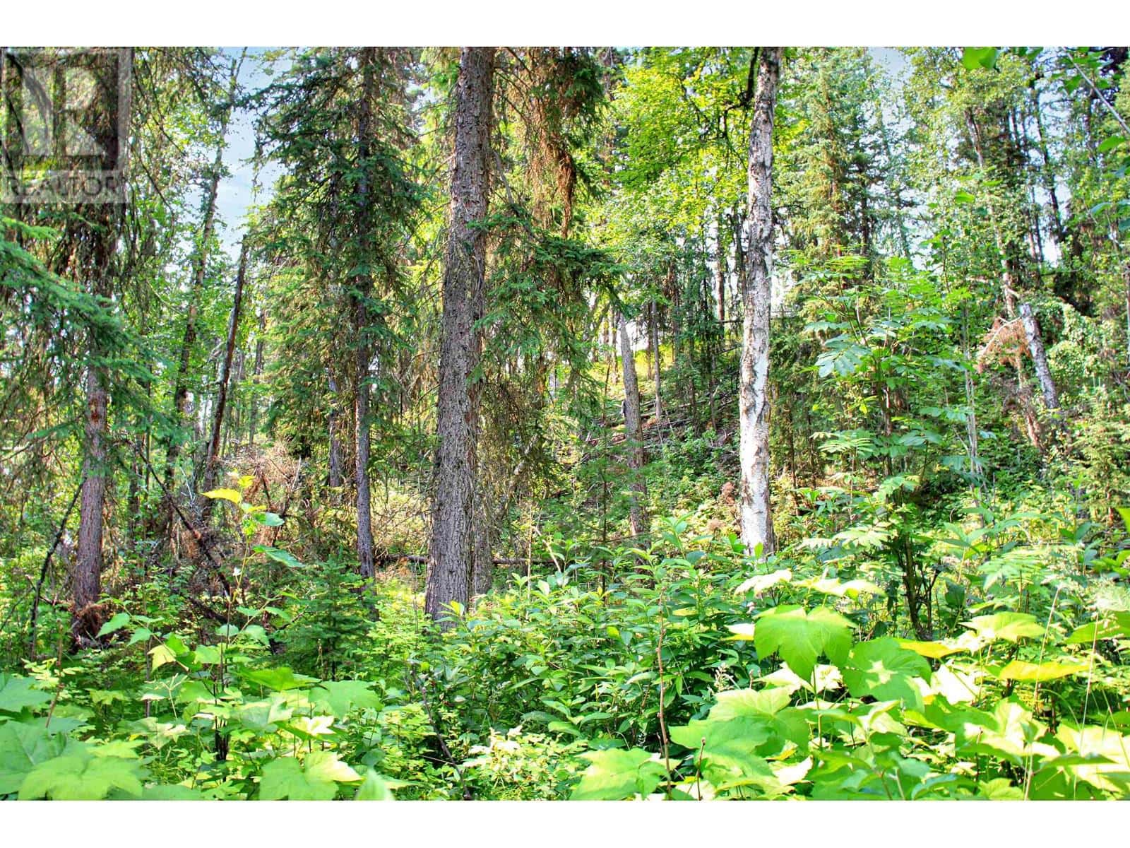 PROP LOT 6 BROWN ROAD — Bridge Lake, British Columbia - Photo 4 of 23