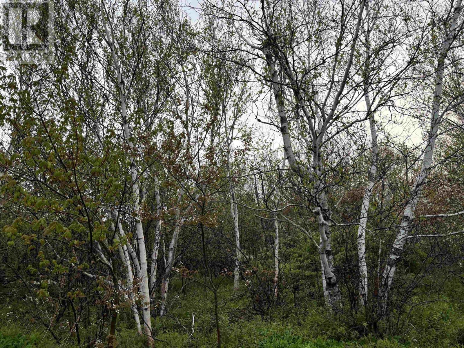 Turner Street — Glace Bay, Nova Scotia - Photo 5 of 5