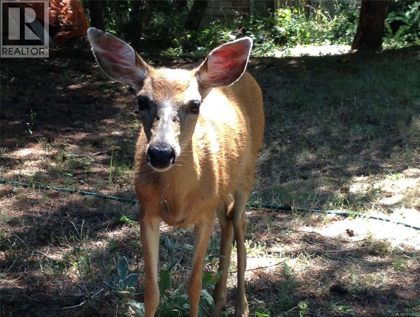 2703 Brigadoon Cres — Pender Island, British Columbia - Photo 5 of 63