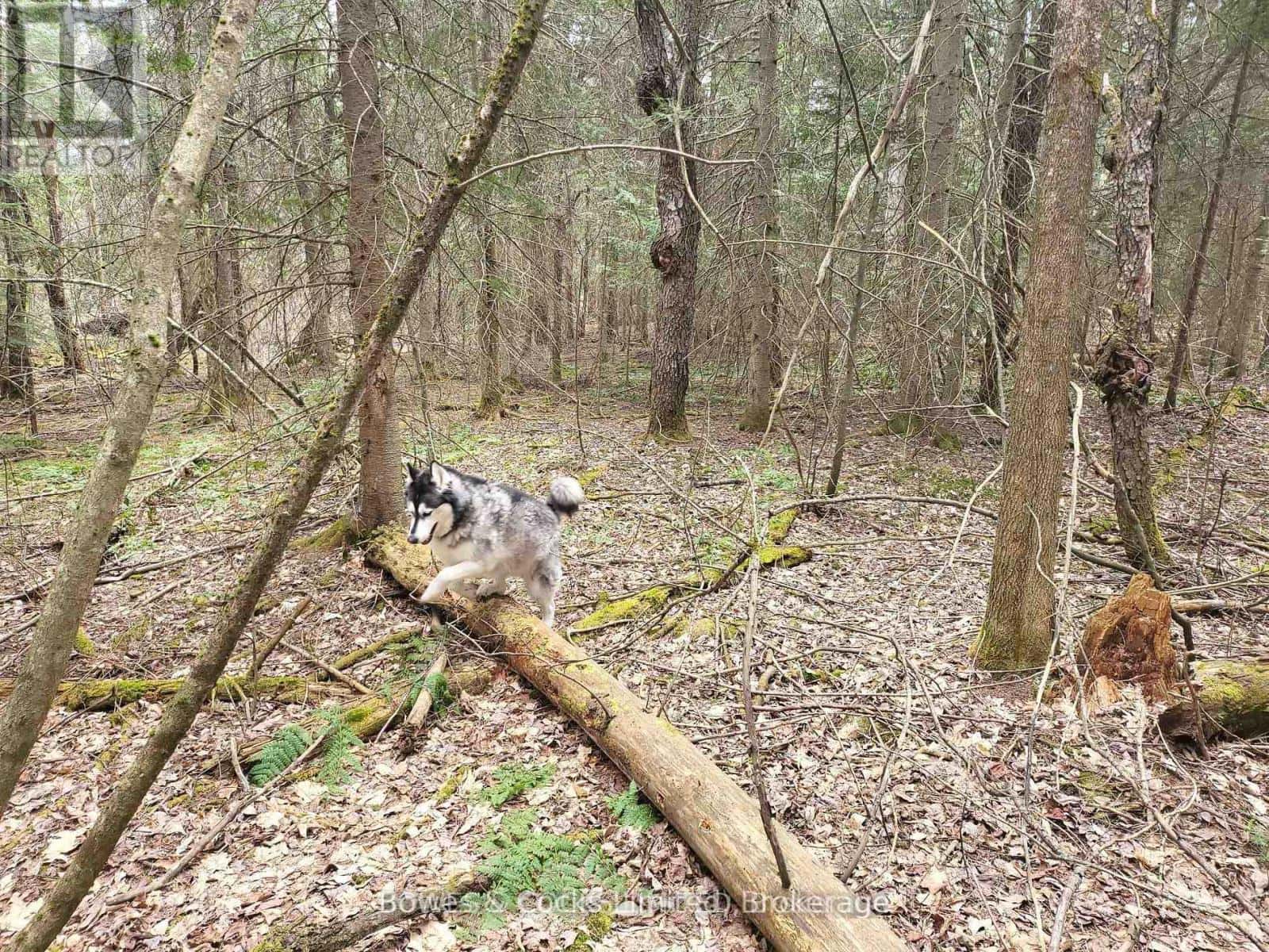 0 HIGHWAY 62 N — Hastings Highlands (Monteagle Ward), Ontario - Photo 4 of 7