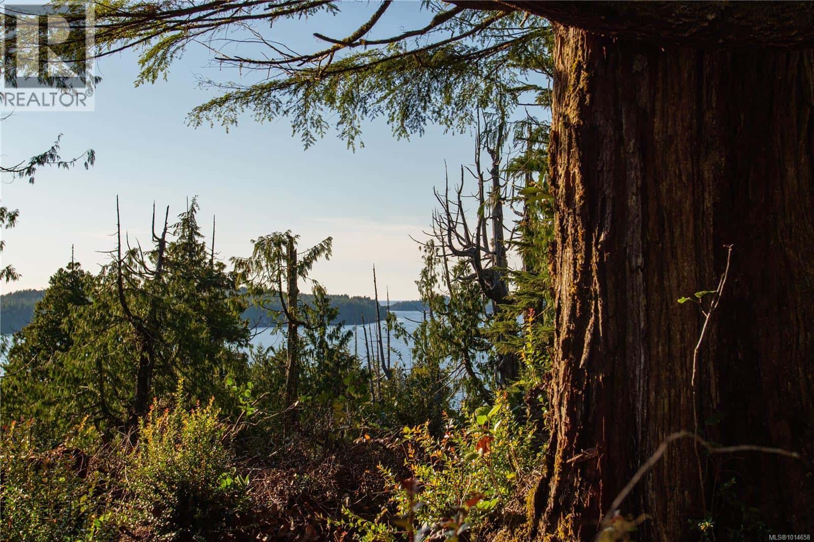 340 Tonquin Park Rd — Tofino, British Columbia - Photo 5 of 16