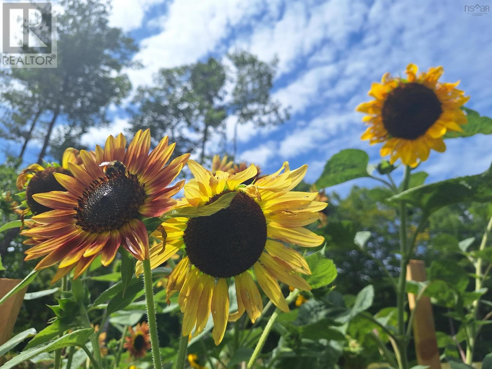 1136 Highway 8 — Maitland Bridge, Nova Scotia - Main photo