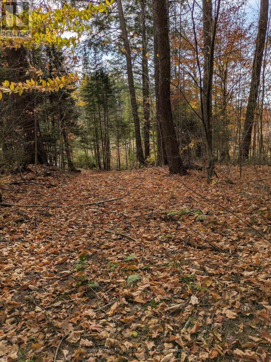 0 118 HIGHWAY E — Bracebridge (Draper), Ontario - Photo 3 of 13