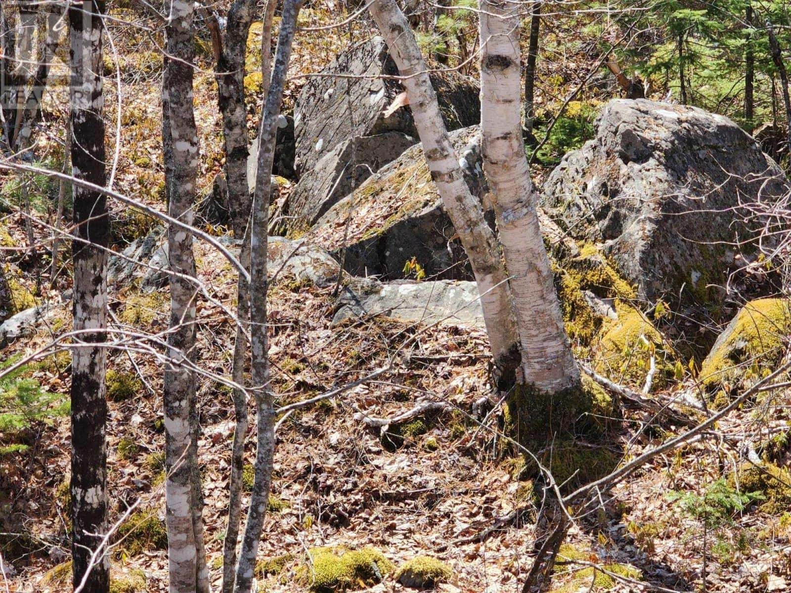 Medway Harbour Road — Mill Village, Nova Scotia - Photo 4 of 11