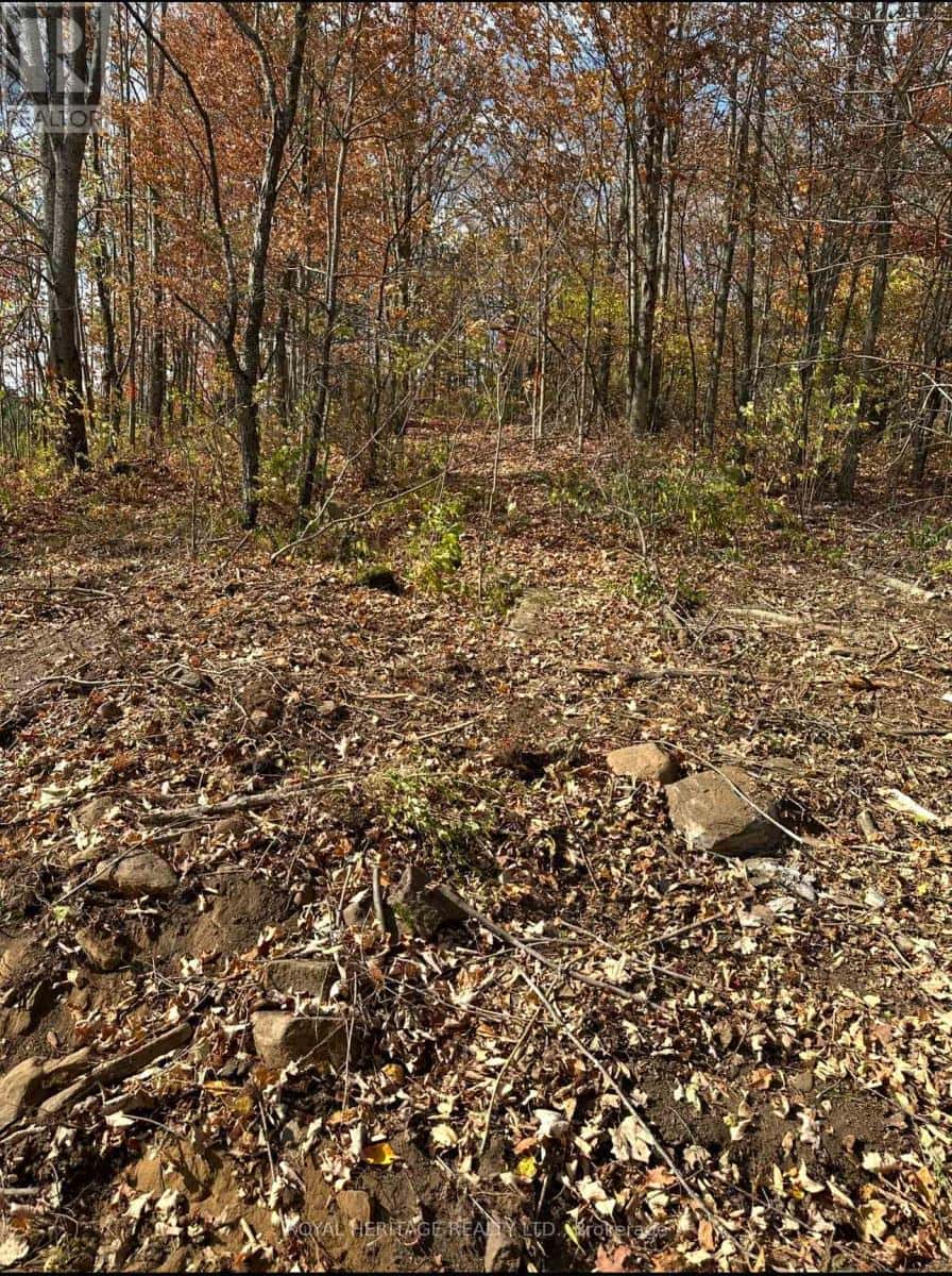 61 MARLUC AVENUE — Minden Hills (Lutterworth), Ontario - Photo 4 of 15