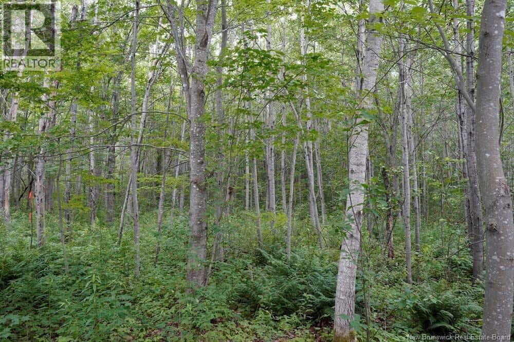 5716 Rte 495 — Saint-Fabien, New Brunswick - Photo 5 of 10