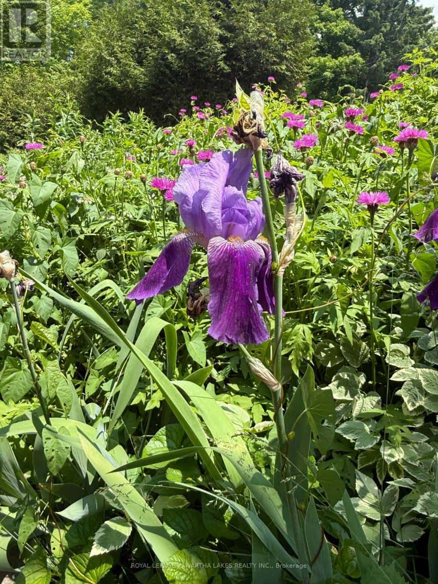 5 GOVERNMENT DOCK ROAD — Kawartha Lakes (Laxton/Digby/Longford), Ontario - Photo 4 of 5