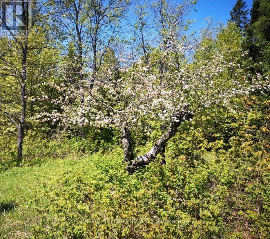 2263 MACHAR STRONG BOUNDRY ROAD — Strong, Ontario - Photo 4 of 12