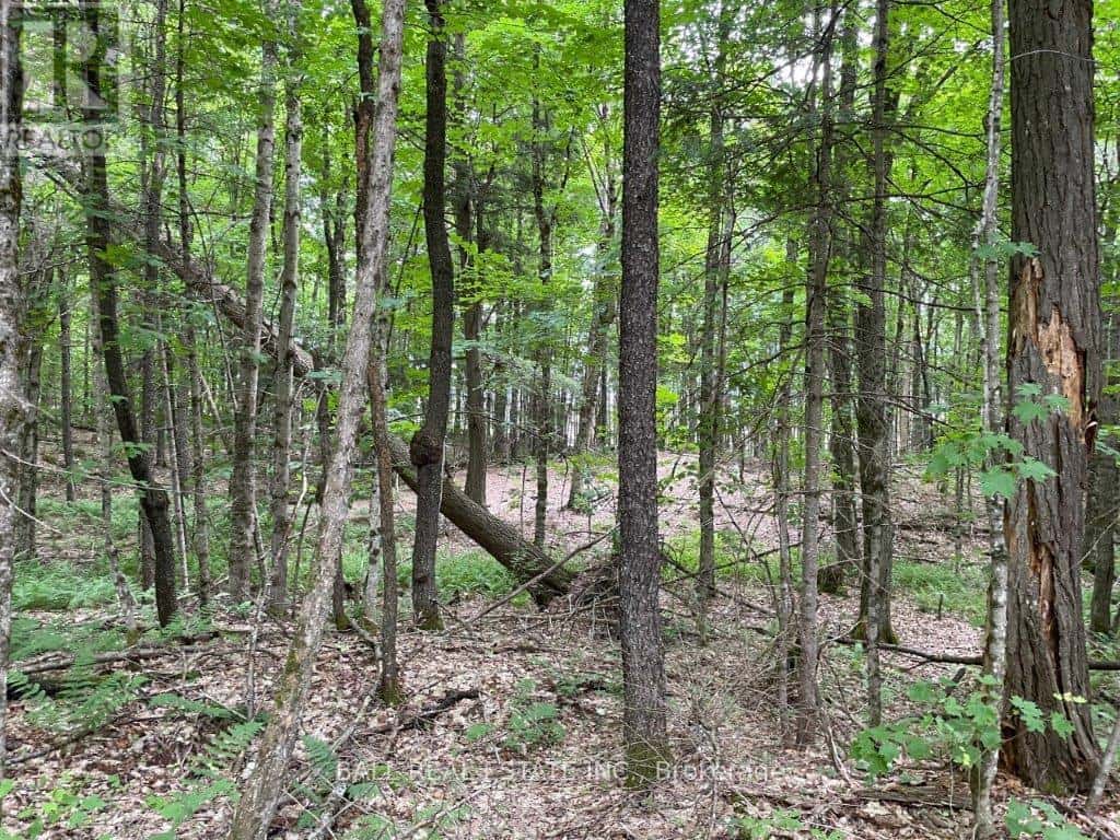 1350 HALIBURTON LAKE RD — Dysart et al (Dysart), Ontario - Photo 3 of 14