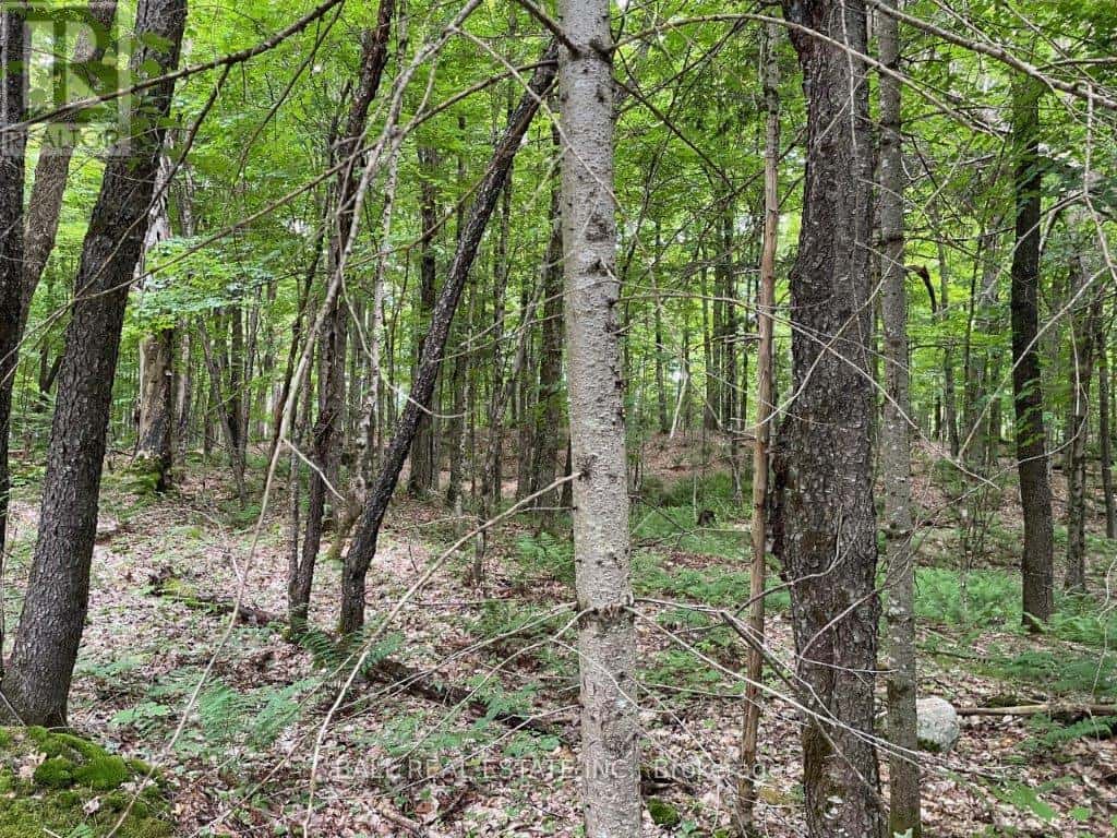 1350 HALIBURTON LAKE RD — Dysart et al (Dysart), Ontario - Photo 4 of 14