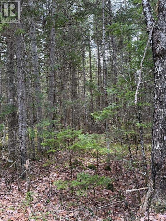 land Route 515 — Saint-Paul, New Brunswick - Photo 2 of 7