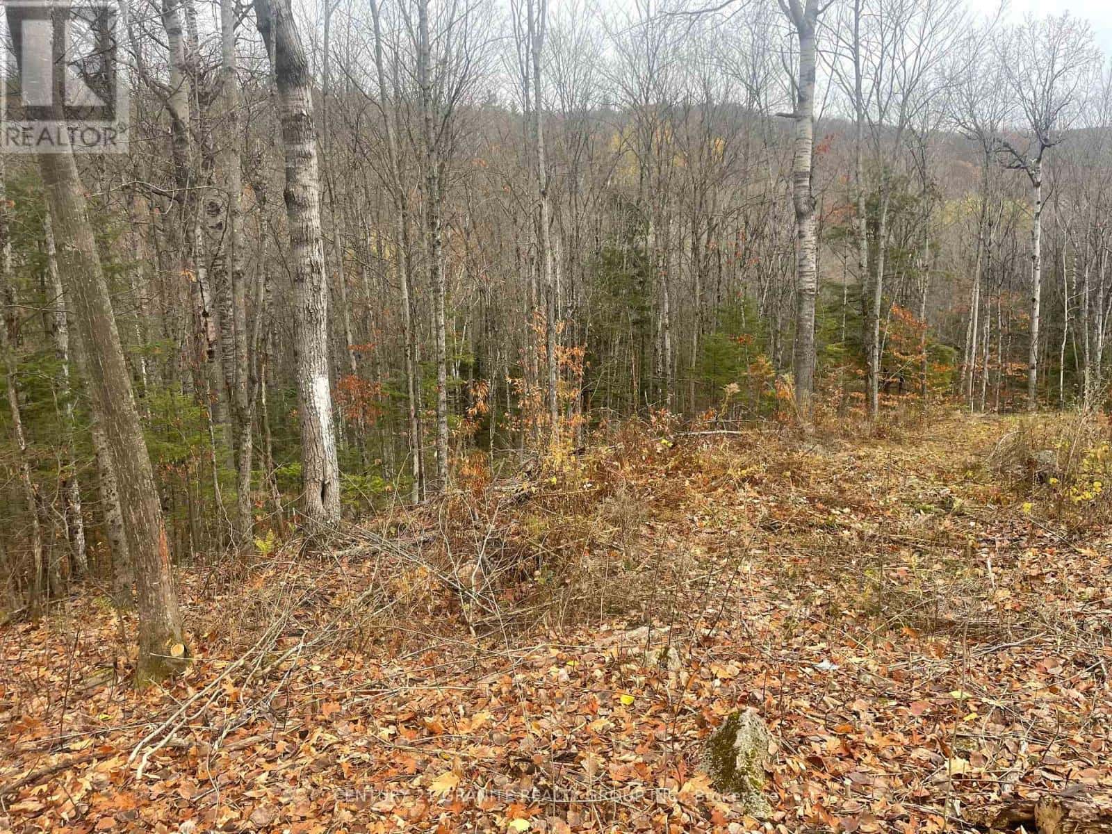 0 SNOW ROAD — Bancroft (Bancroft Ward), Ontario - Photo 2 of 8