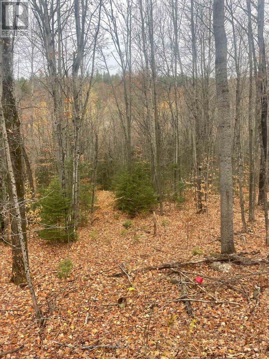 0 SNOW ROAD — Bancroft (Bancroft Ward), Ontario - Photo 4 of 8