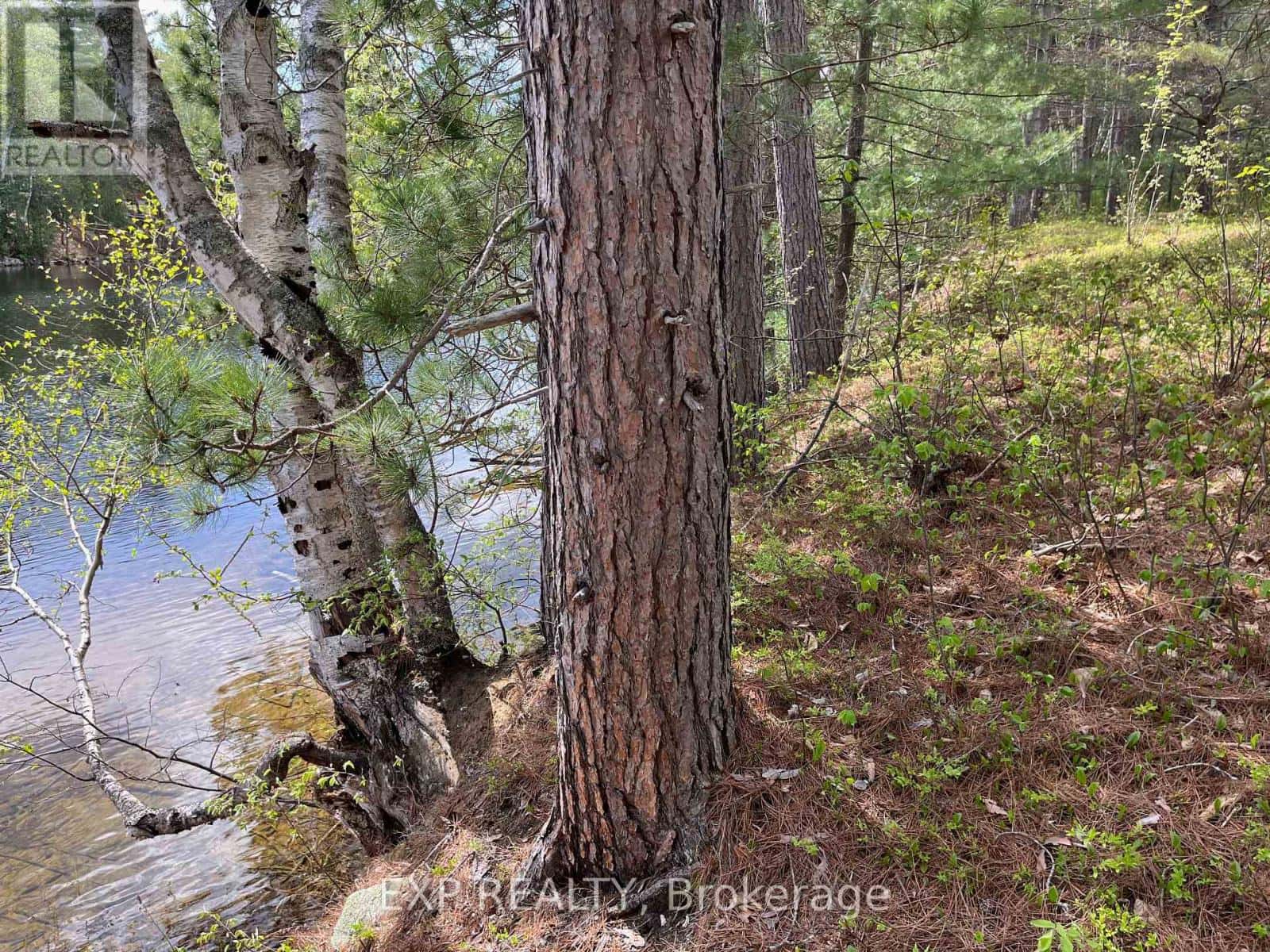 LOT 37 SANDY SHORES TRAIL — Madawaska Valley, Ontario - Photo 4 of 22