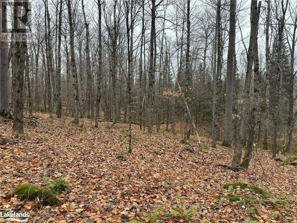 LOT 2 HILL AND GULLY ROAD — Ryerson, Ontario - Photo 4 of 13