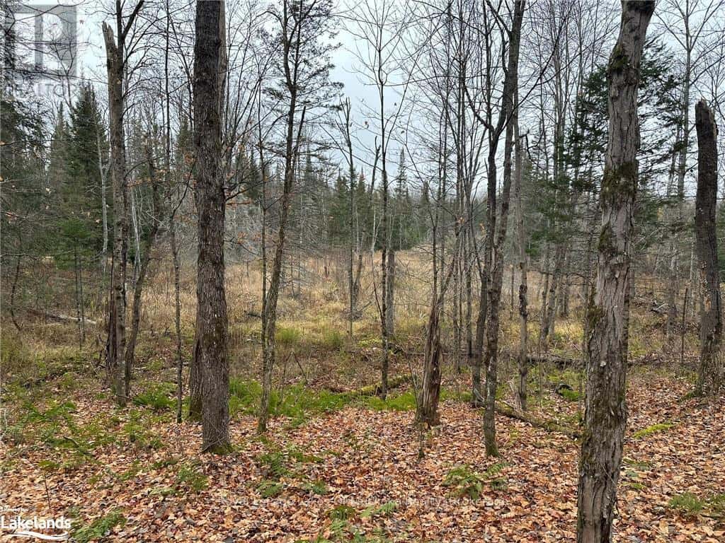 LOT 2 HILL AND GULLY ROAD — Ryerson, Ontario - Photo 5 of 13