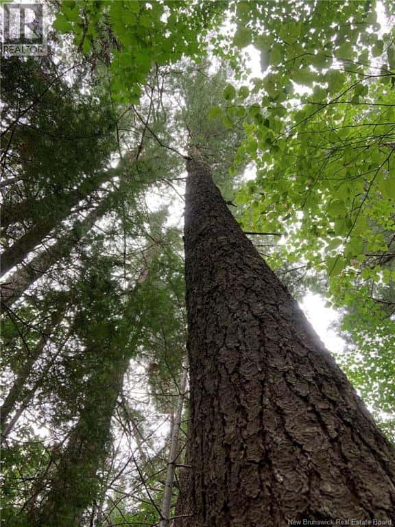 11.2 Acres South Black River — Black River Bridge, New Brunswick - Photo 4 of 17