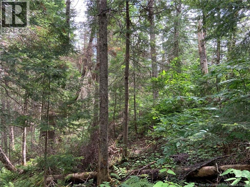 11.2 Acres South Black River — Black River Bridge, New Brunswick - Photo 5 of 17