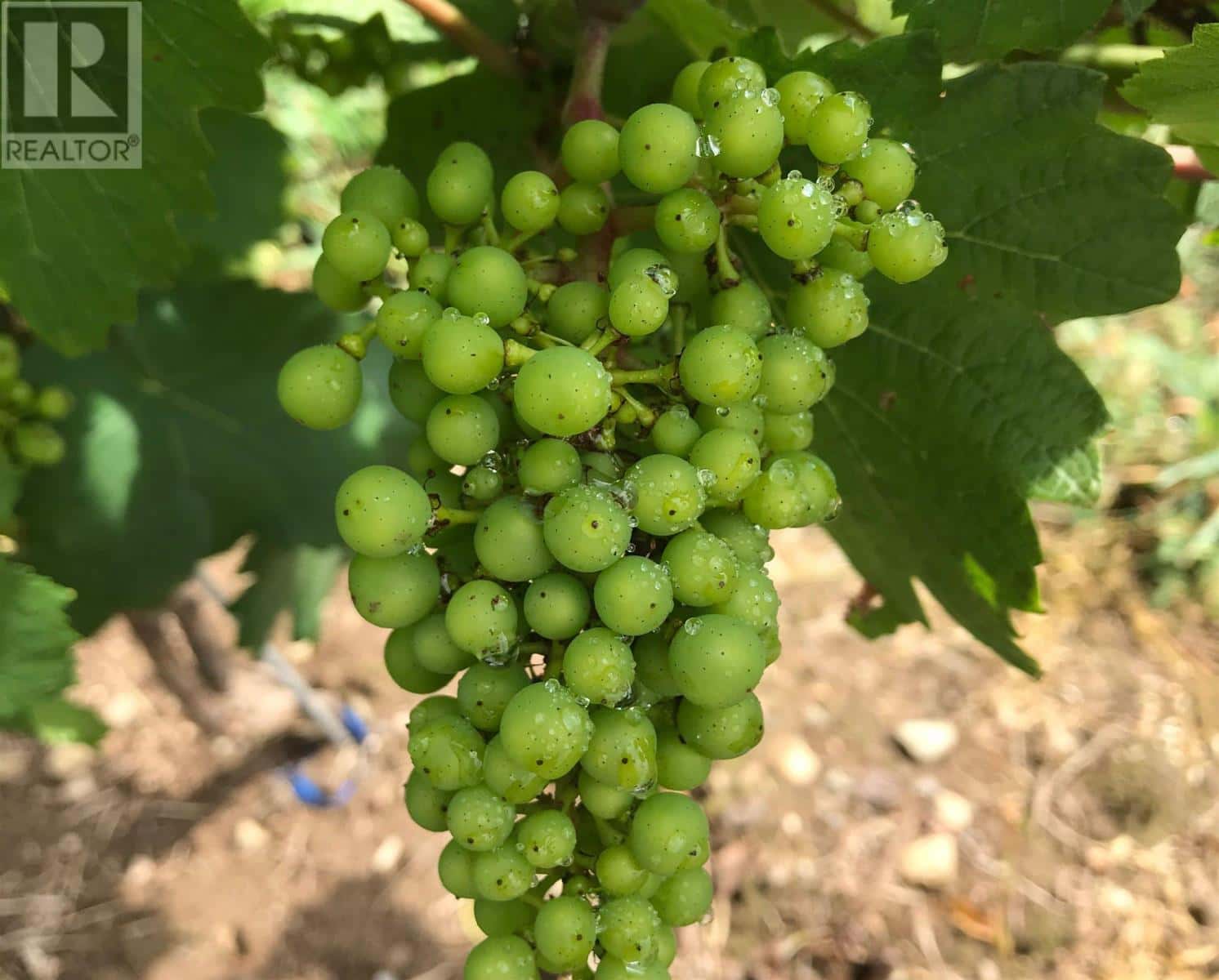 4113 Highway 340 — Carleton, Nova Scotia - Photo 3 of 38