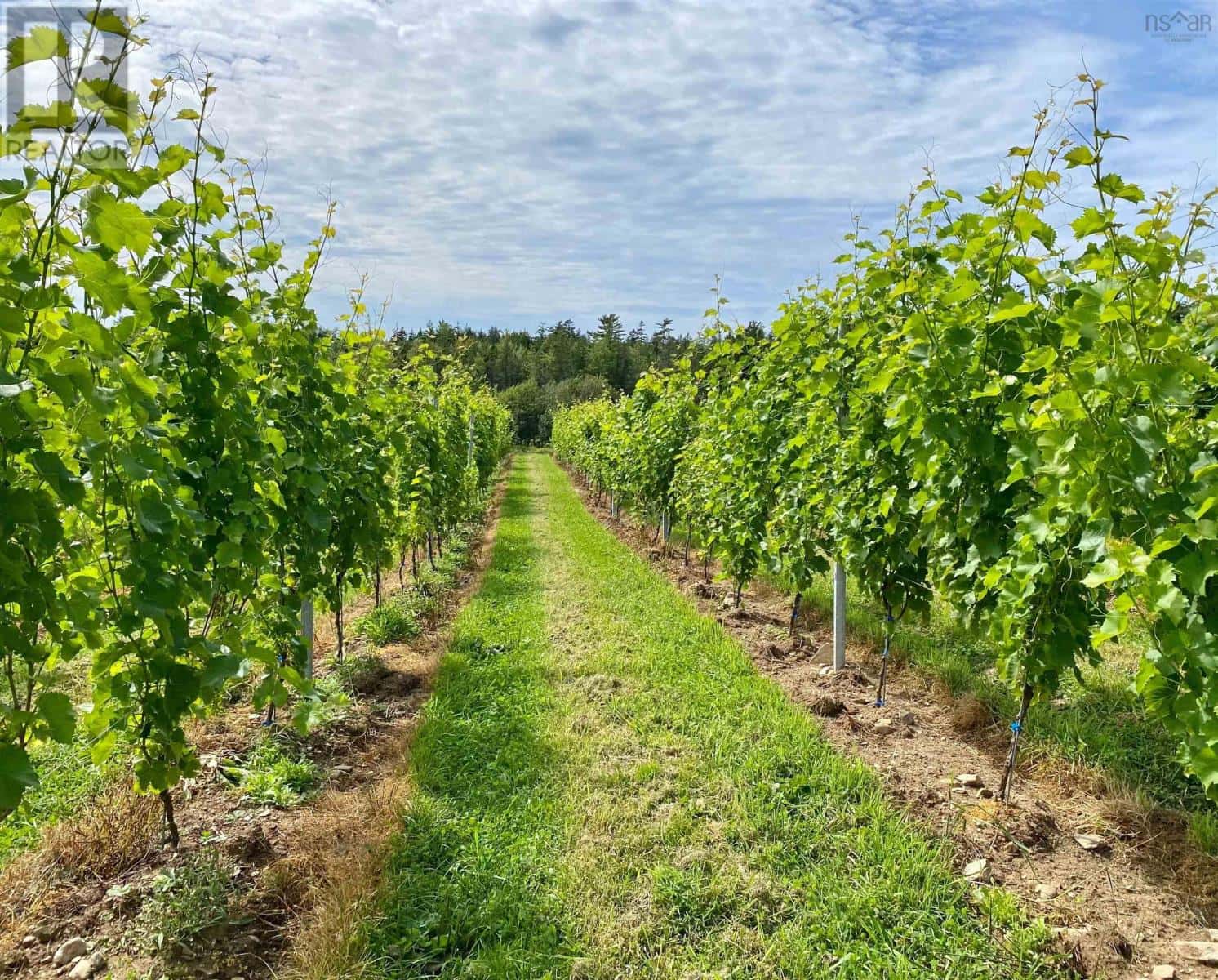 4113 Highway 340 — Carleton, Nova Scotia - Photo 5 of 38