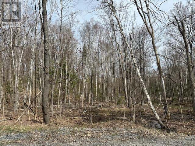 LOT SILVERWOOD ROAD — Minden Hills (Snowdon), Ontario - Photo 5 of 13