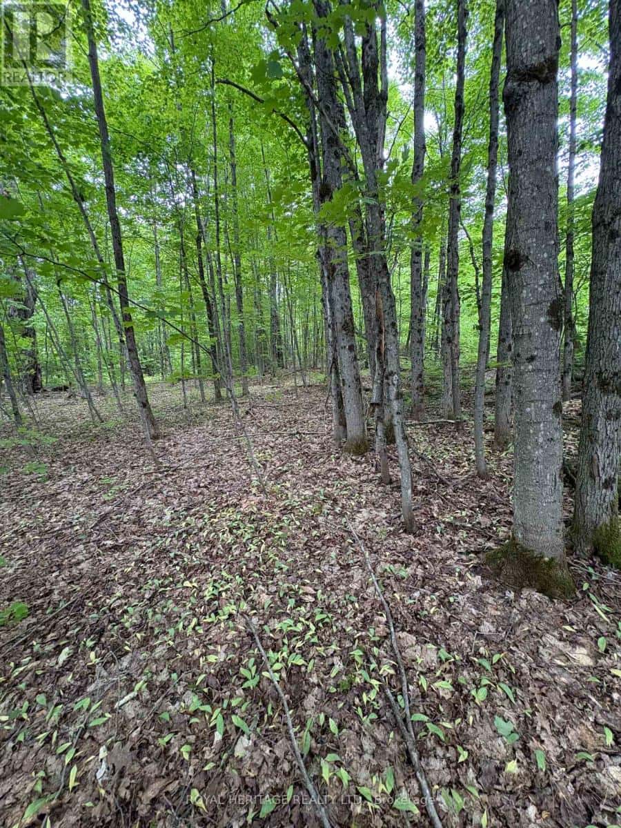 1043 LAWRENCE PIT ROAD — Muskoka Lakes (Watt), Ontario - Photo 4 of 6