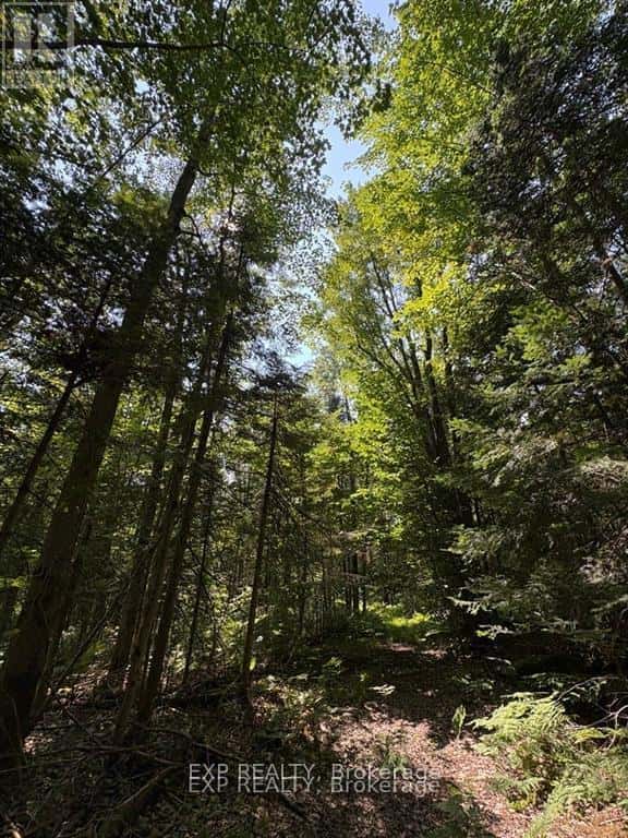 0 LOT 1 CONC. 2 PART 4 BOUNDARY ROAD — Alfred and Plantagenet, Ontario - Photo 4 of 12