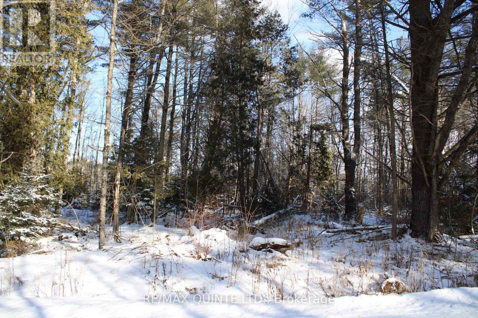 494 TWIN SISTER LAKES ROAD — Marmora and Lake (Marmora Ward) - Photo 2 of 38