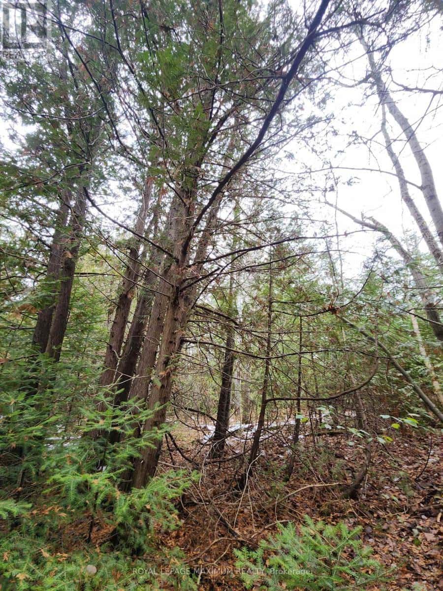 10189 CONCESSION 3 ROAD — Uxbridge, Ontario - Photo 2 of 11