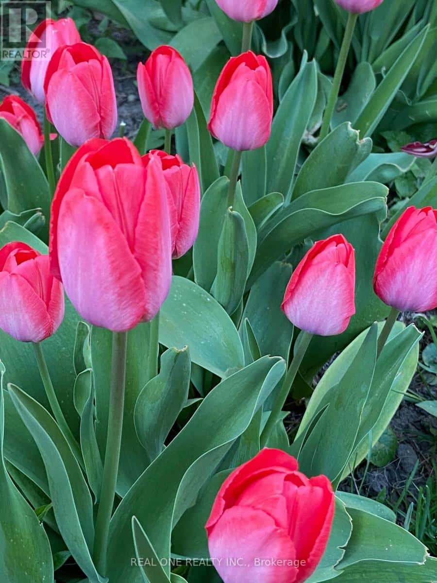 Toronto (Wexford-Maryvale) — Toronto (Wexford-Maryvale) - Photo 5 of 15