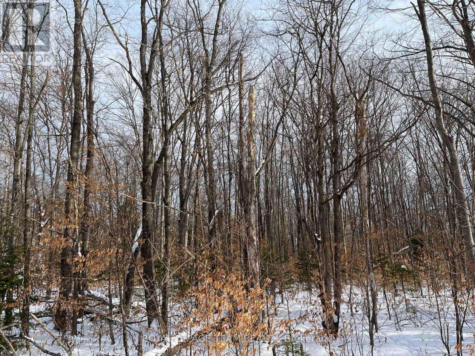 Madawaska Valley — Madawaska Valley - Photo 3 of 4