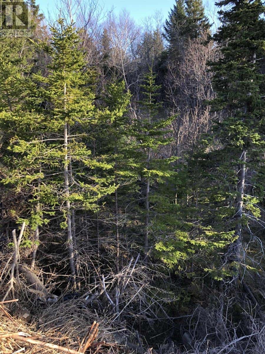 Lots 14 & 15 Highview & Clough Ave — Port Hastings, Nova Scotia - Photo 3 of 12