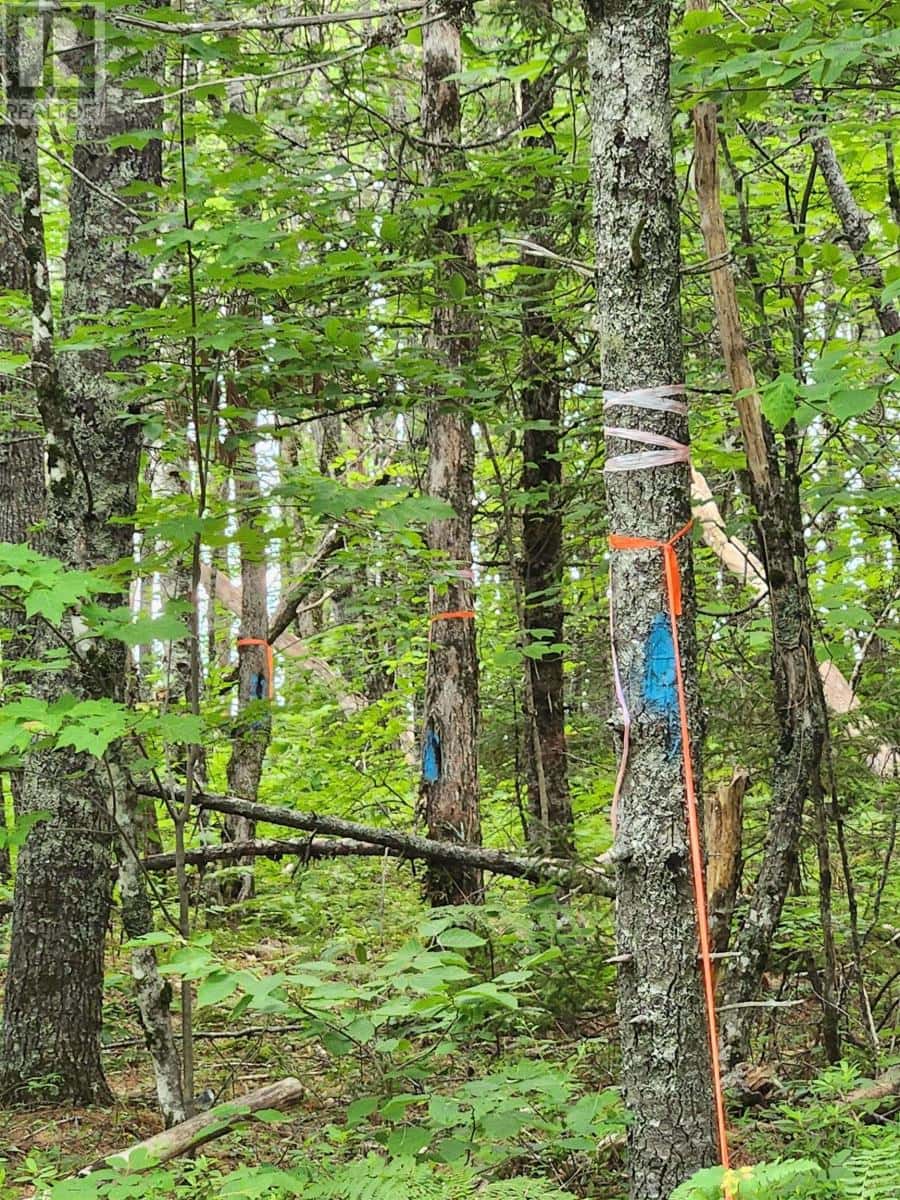 Lot 73 Baker Point Road — Molega, Nova Scotia - Photo 5 of 10