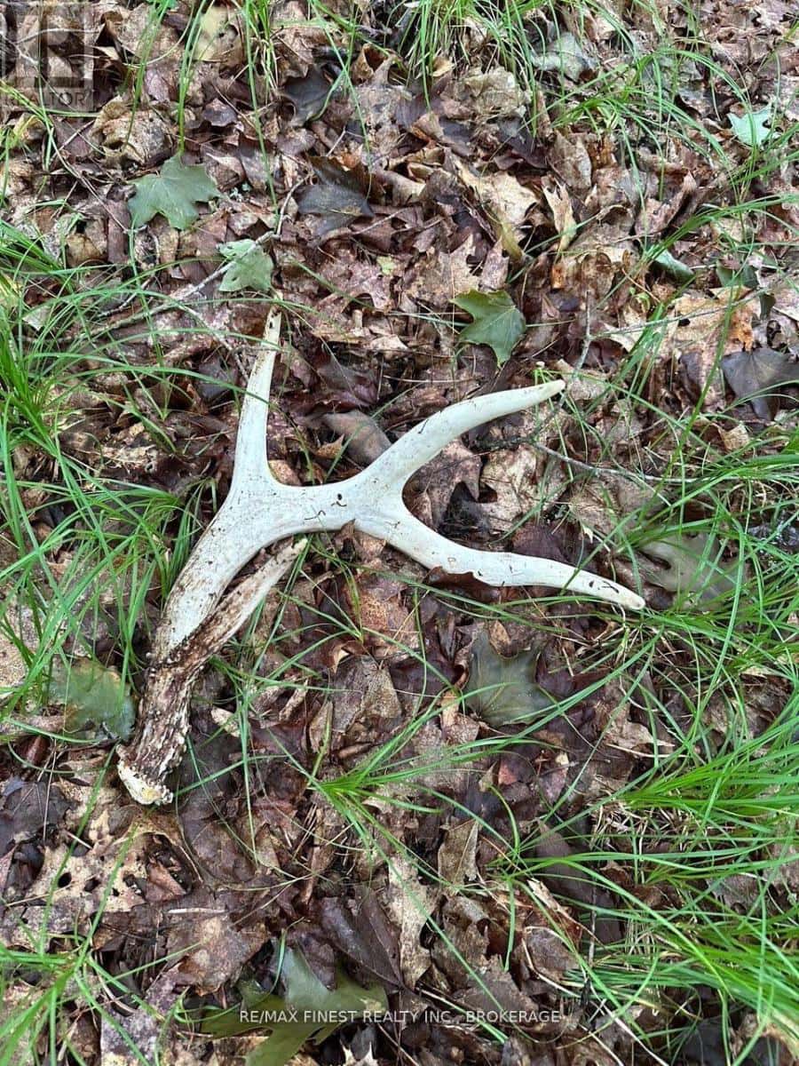 1042 ST PIERRE ROAD — Frontenac (Frontenac North), Ontario - Photo 4 of 11