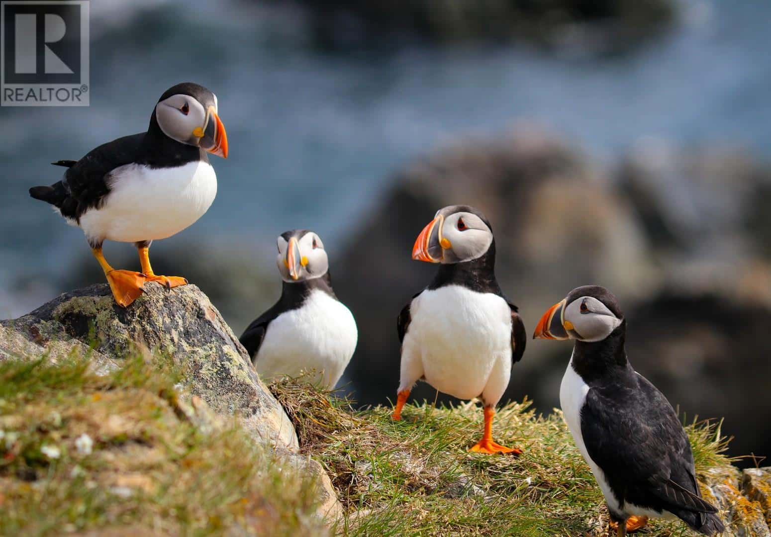 49-51 Maberly Road — Elliston, Newfoundland & Labrador - Photo 5 of 7